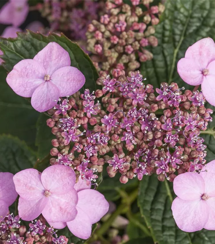 Kleinwüchsige Gartenhortensie 'Koreana'