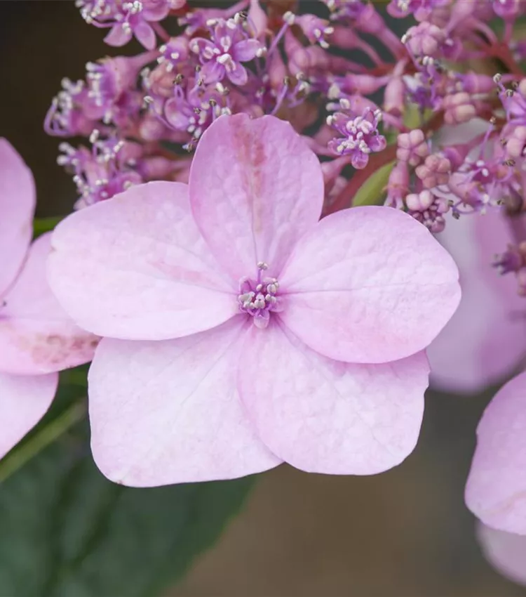 Kleinwüchsige Gartenhortensie 'Koreana'