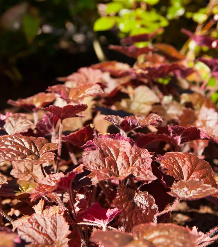 Garten-Purpurglöckchen 'Cherry Cola'®