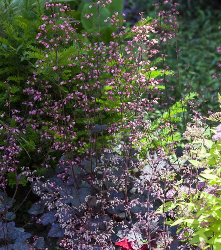 Kleinblütiges Silberglöckchen