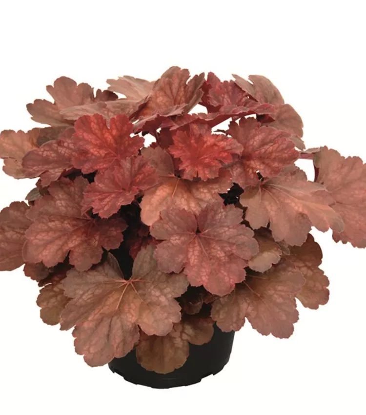 Garten-Purpurglöckchen 'Cherry Cola'®