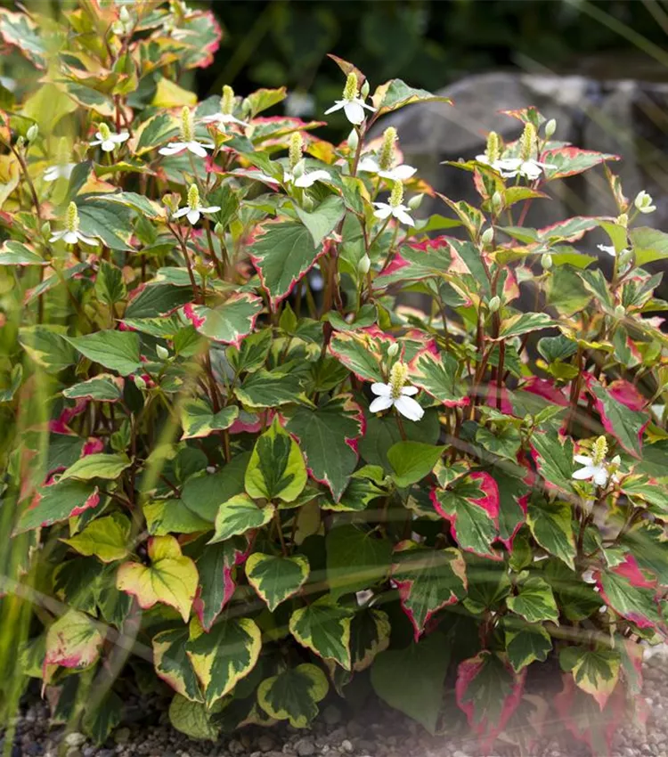 Plante caméléon