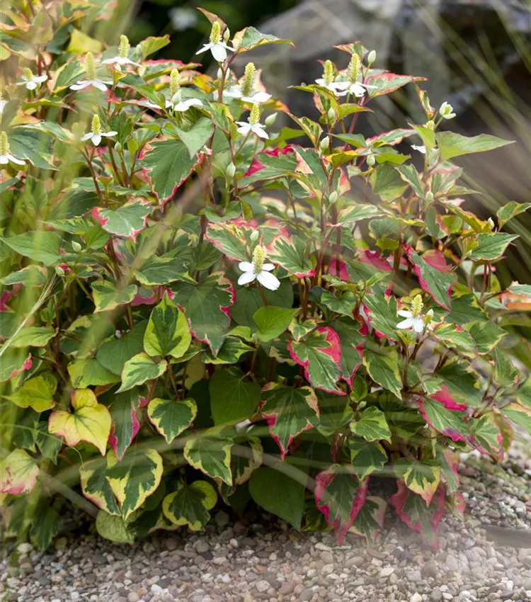 Plante caméléon