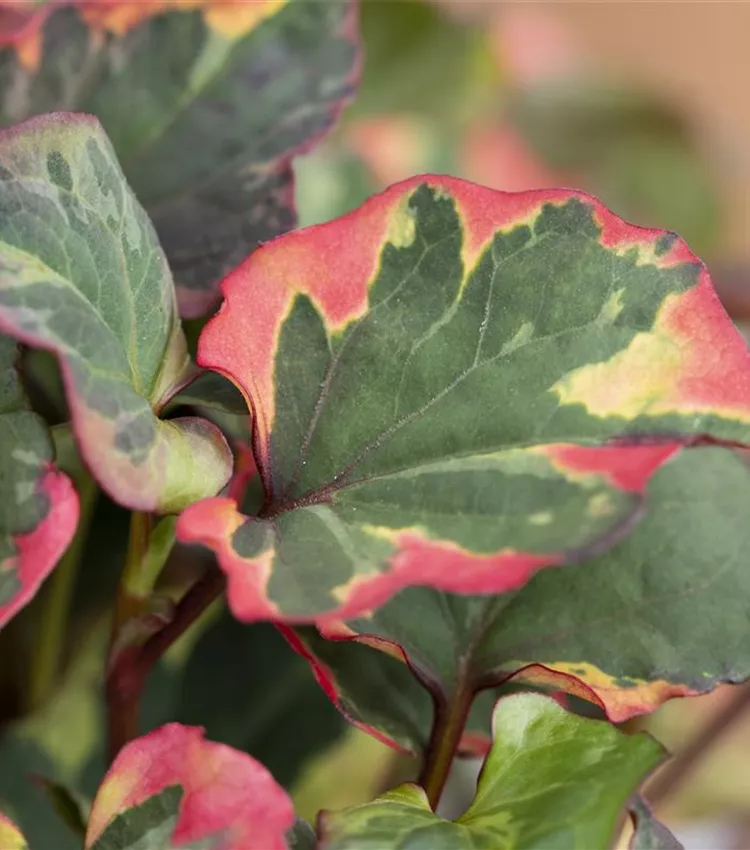 Plante caméléon