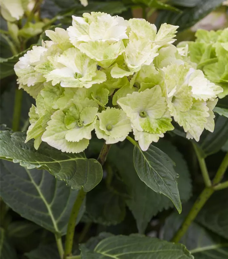 Hortensia à grandes feuilles 'Magical Noblesse'