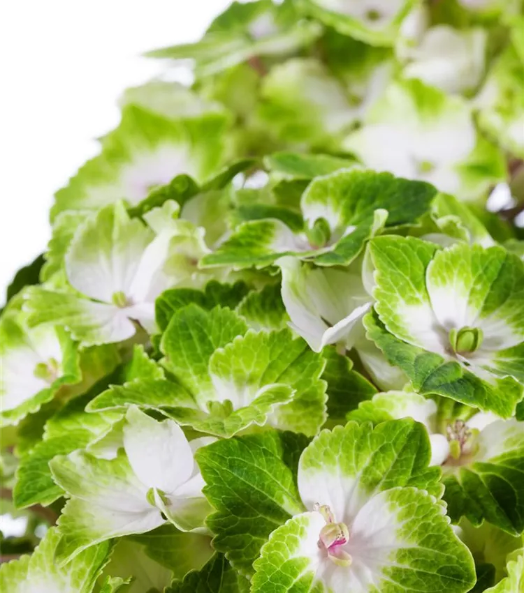 Hortensia à grandes feuilles 'Magical Noblesse'