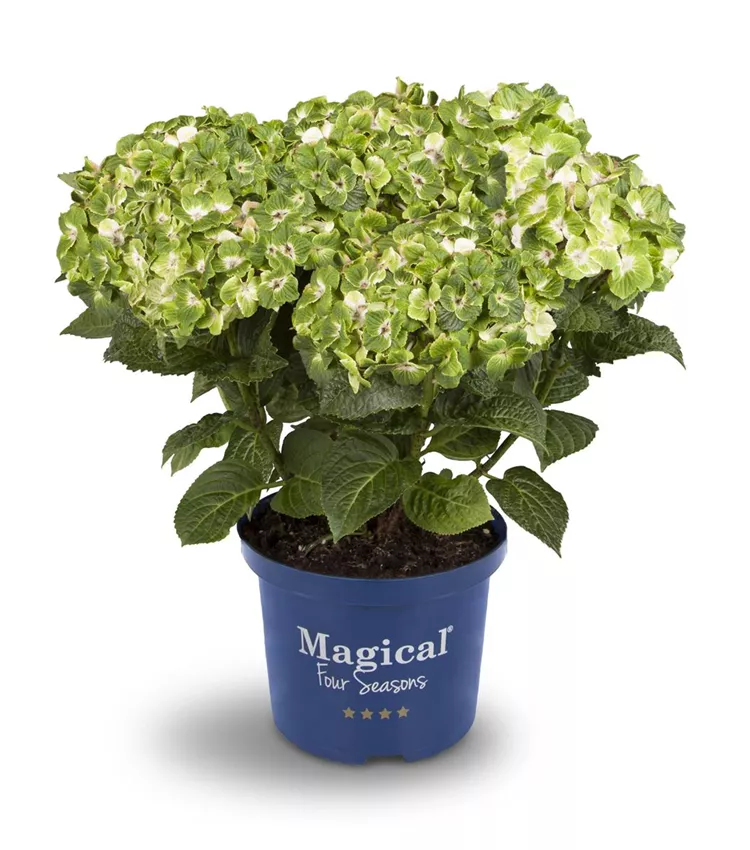 Hortensia à grandes feuilles 'Magical Noblesse'