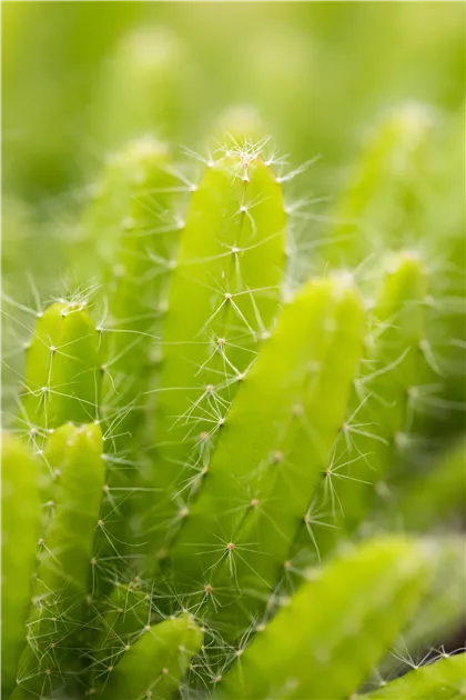 Hylocereus undatus, Drachenfrucht | RICOTER Erdaufbereitung AG