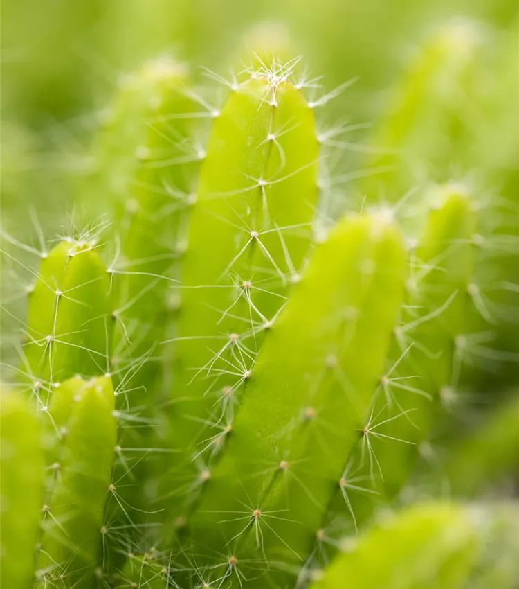 Hylocereus undatus, Drachenfrucht | RICOTER Erdaufbereitung AG