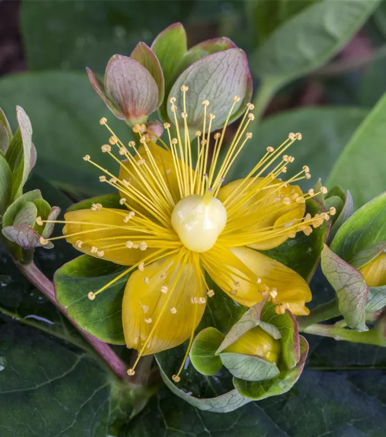 Millepertuis 'Orange Flair'