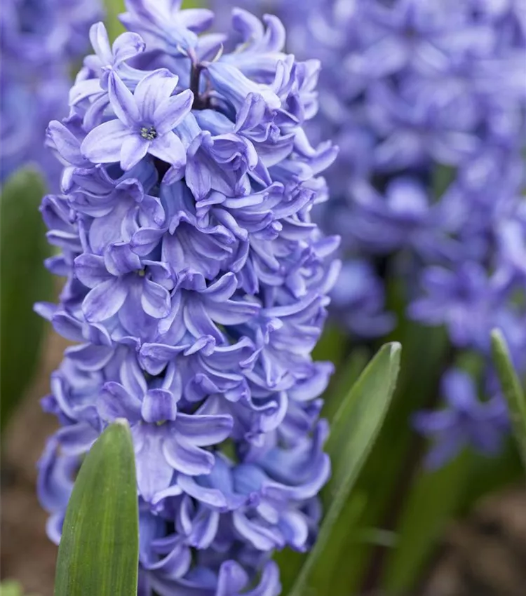 Jacinthe d'Orient