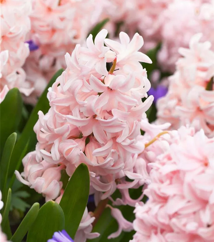 Hyazinthe 'China Pink'
