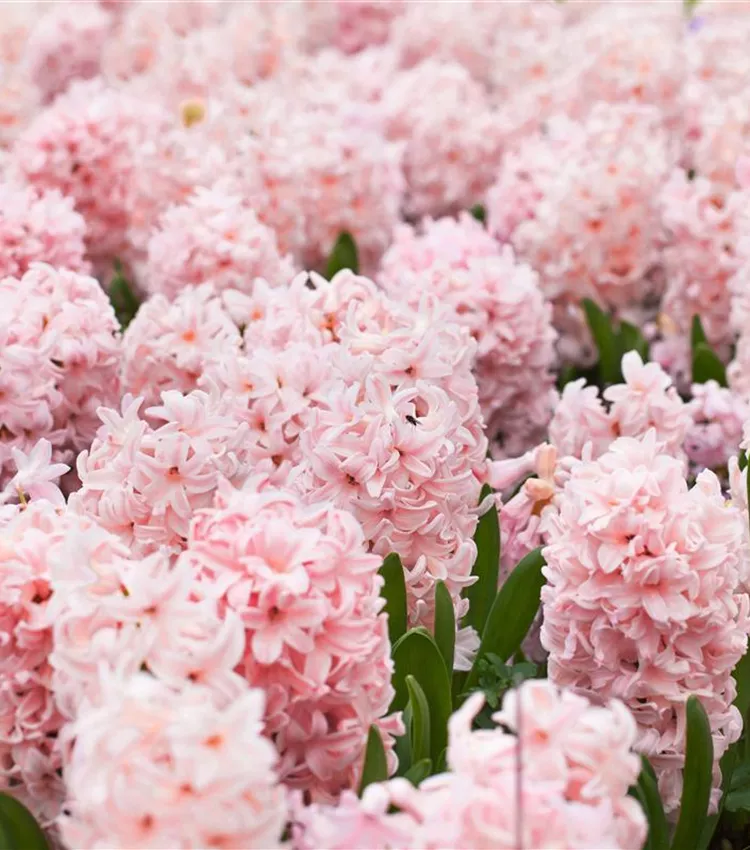 Hyazinthe 'China Pink'