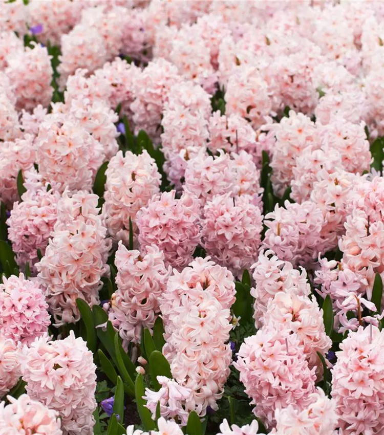 Hyazinthe 'China Pink'