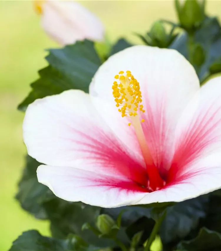 Rose de Chine