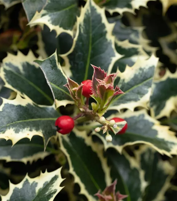 Houx 'Argentea Marginata'
