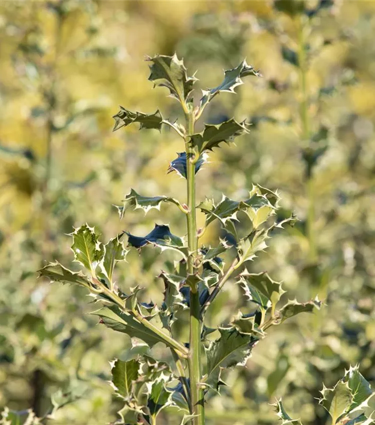 Houx 'Argentea Marginata'