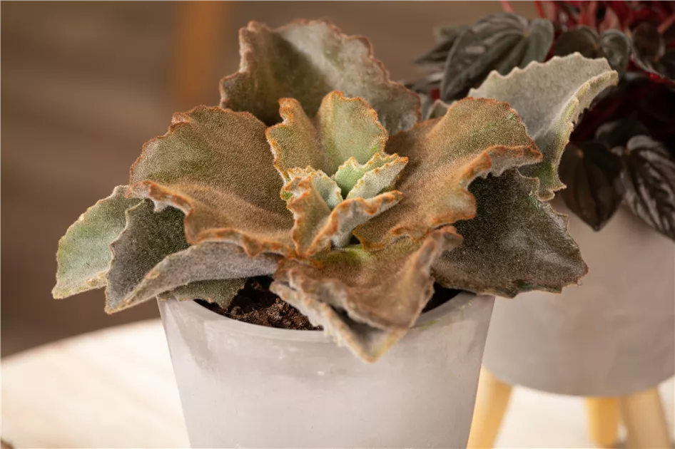 Kalanchoe beharensis, Elefantenohr-Kalanchoe | RICOTER Erdaufbereitung AG