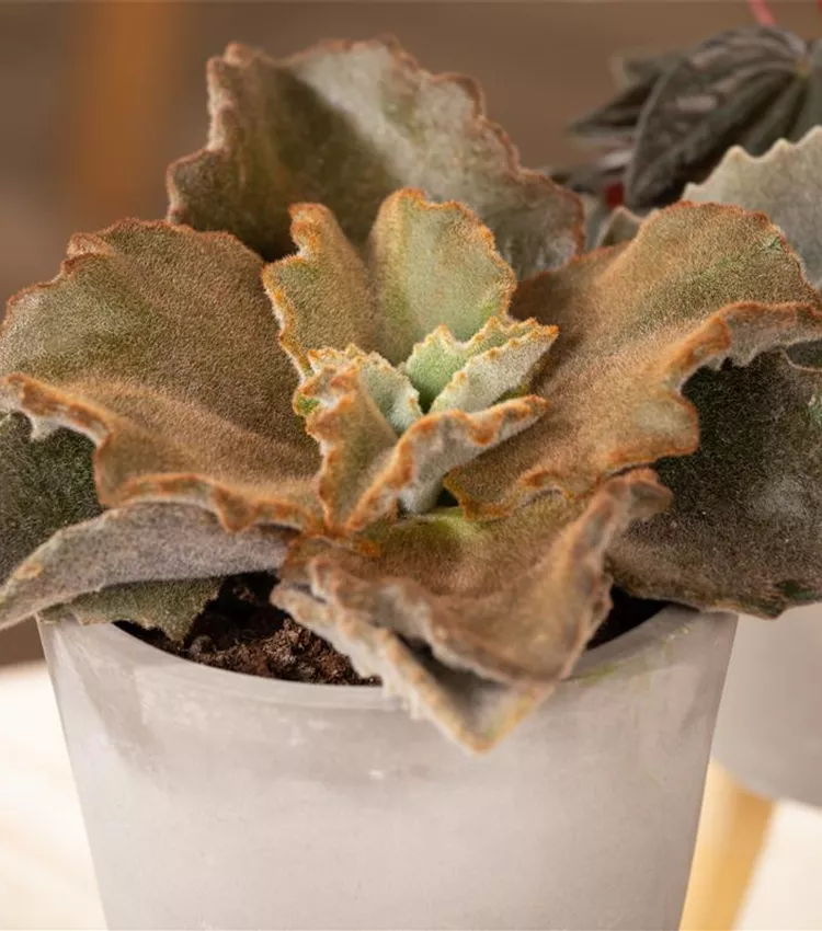 Kalanchoe beharensis, Elefantenohr-Kalanchoe | RICOTER Erdaufbereitung AG