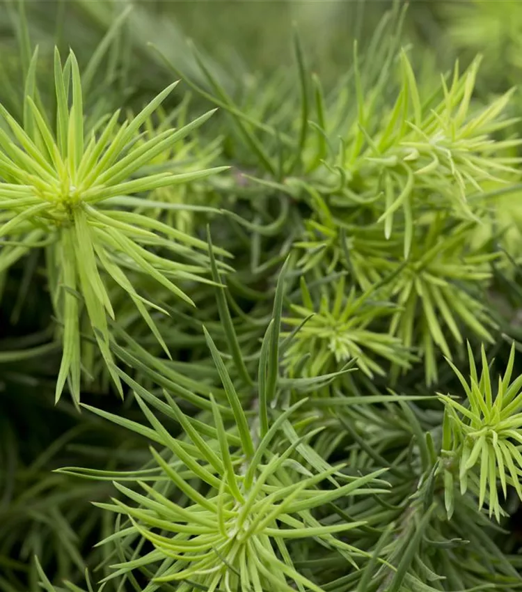 Mélèze du Japon 'Blue Dwarf'