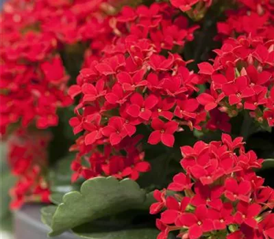 Kalanchoe blossfeldiana