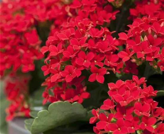 Kalanchoe blossfeldiana