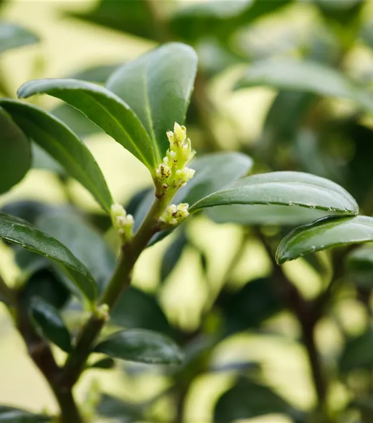 Houx 'Dark Green'