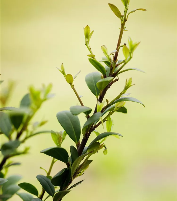 Houx 'Dark Green'