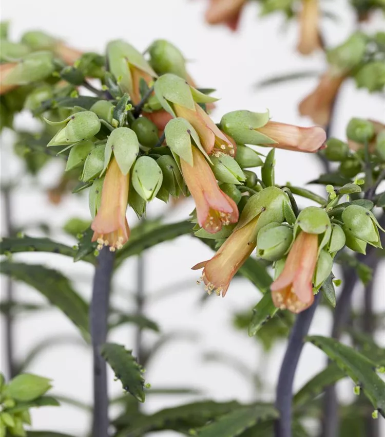 Flammendes Käthchen 'Lucky Bells'