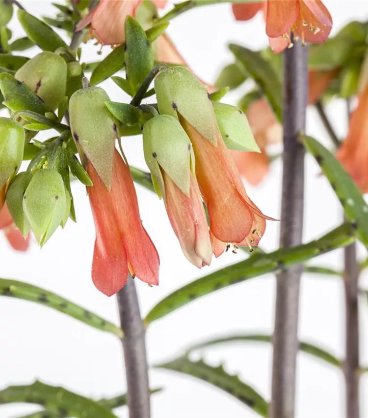 Flammendes Käthchen 'Lucky Bells'