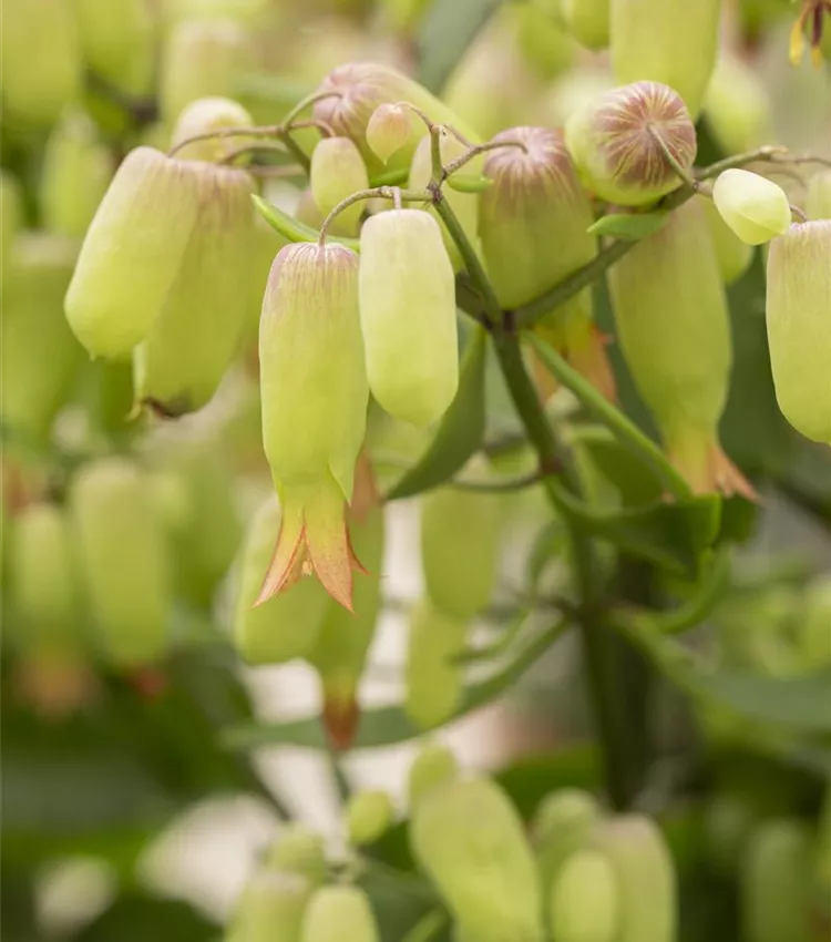 Flammendes Käthchen 'Magic Bells'