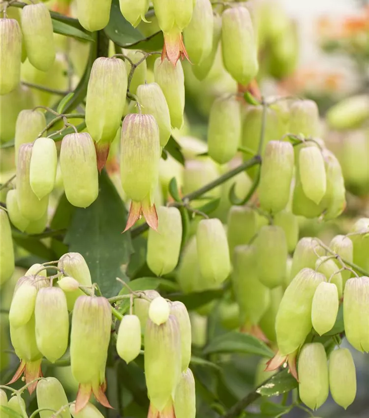 Flammendes Käthchen 'Magic Bells'