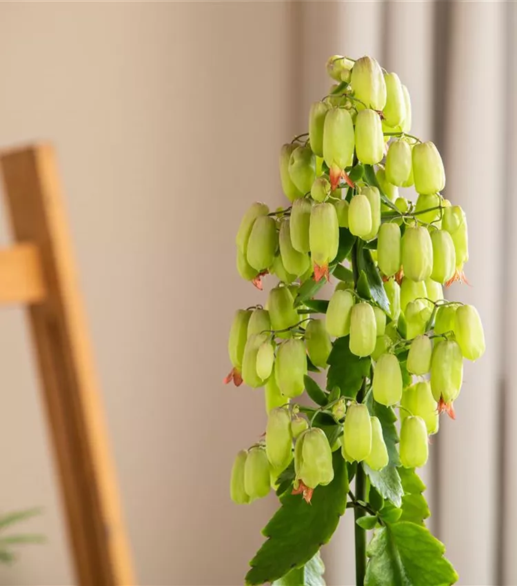 Flammendes Käthchen 'Magic Bells'