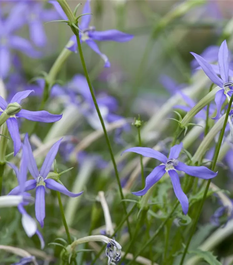 Isotoma