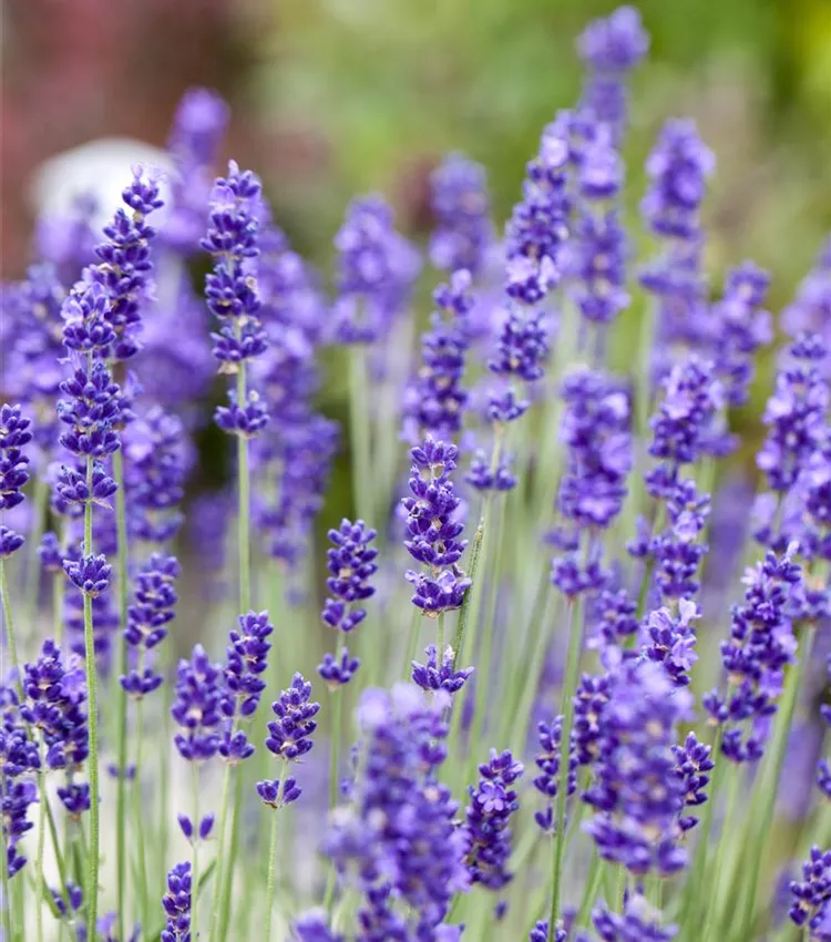 Echter Lavendel 'Blue Scent'