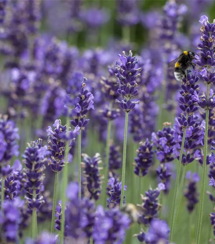 Lavandula angustifolia, Echter Lavendel | RICOTER Erdaufbereitung AG