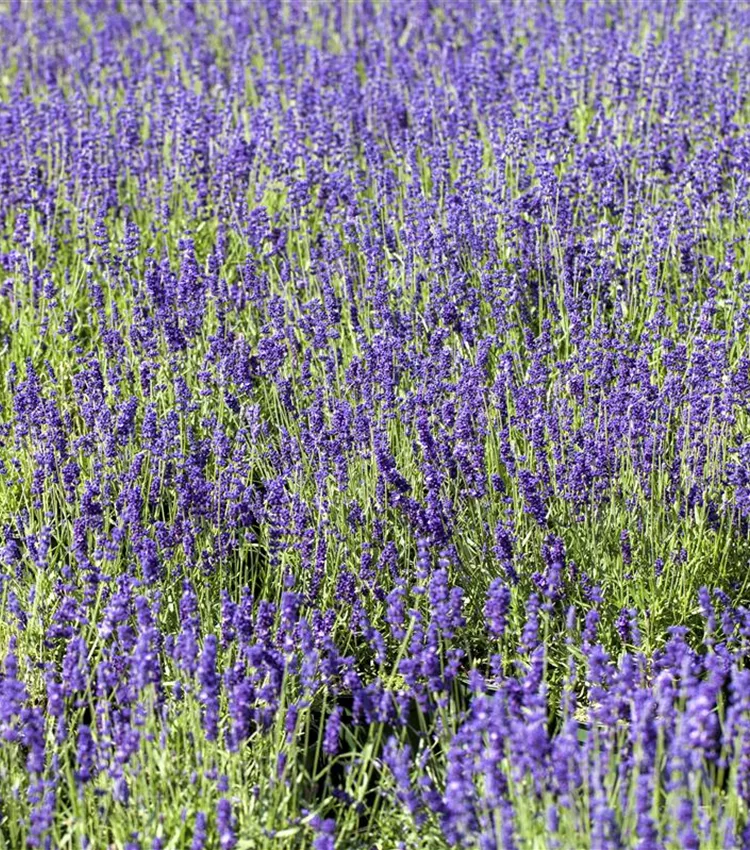 Echter Lavendel 'Blue Scent'