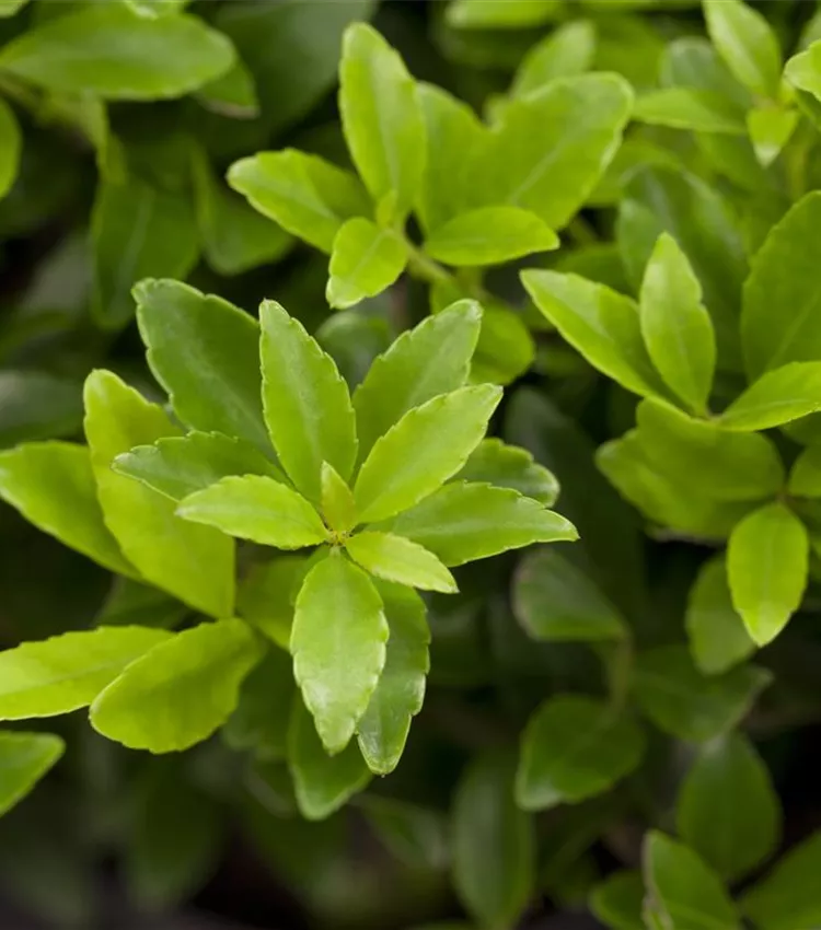 Stechpalme 'Impala'®