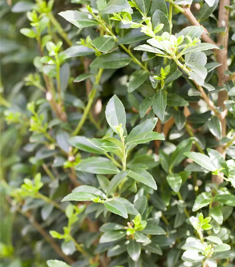 Stechpalme 'Impala'®