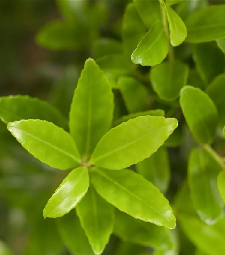 Stechpalme 'Impala'®