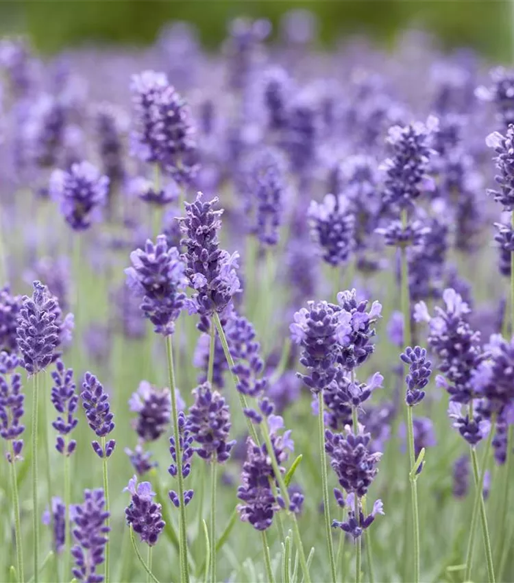 Echter Lavendel 'Hidcote Blue'