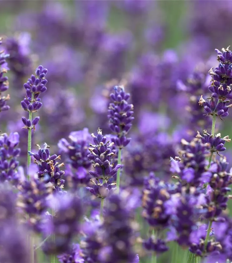 Echter Lavendel 'Hidcote Blue'