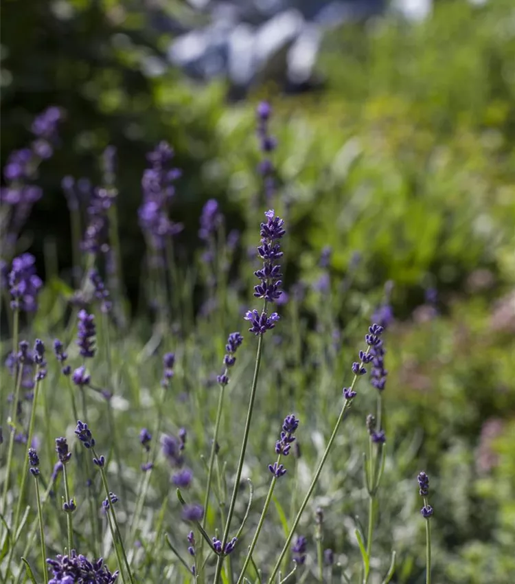 Echter Lavendel 'Hidcote Blue'