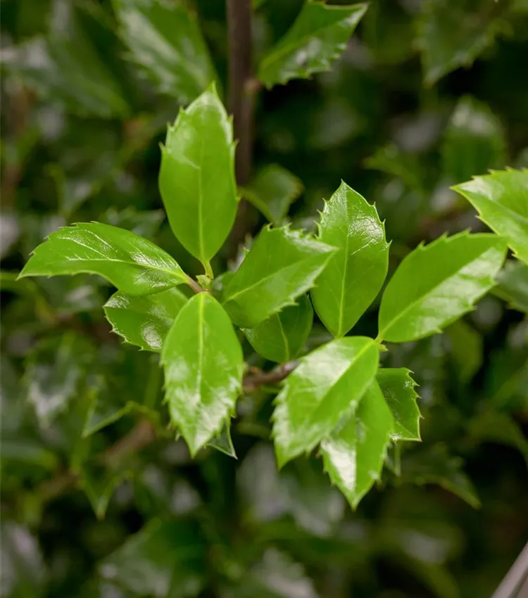 Stechpalme 'Heckenstar'(s)