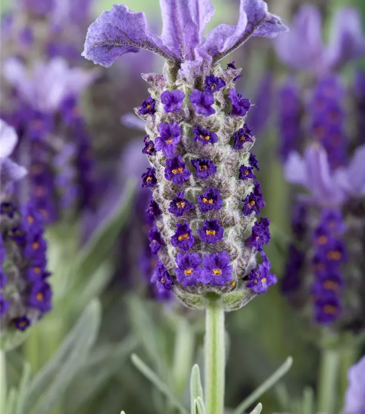 Graines De Lavande Papillon (Lavandula Stoechas) - Sachet D'environ 100 Graines - Plante Aromatique Et Ornementale