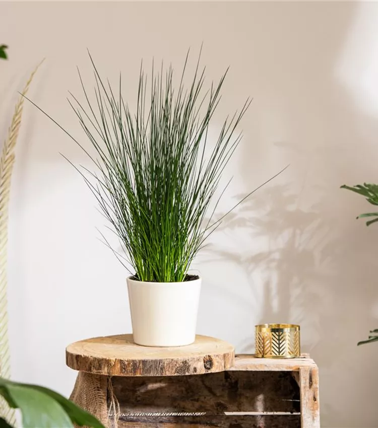 Juncus inflexus 'Pencil Gras', Blaugrne Binse | RICOTER Erdaufbereitung AG