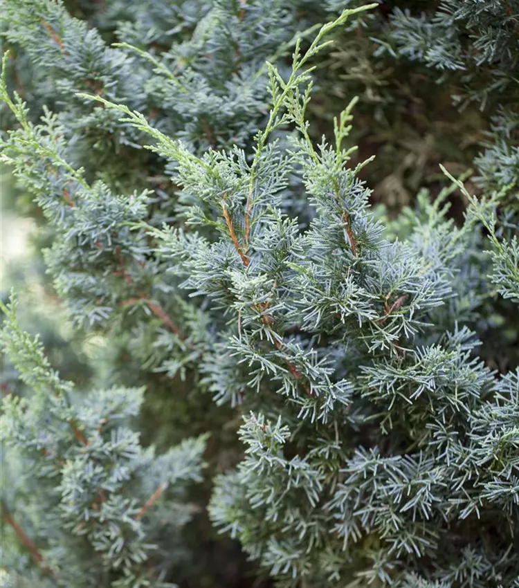 Juniperus chinensis 'Blaauw', Chinesischer Wacholder 'Blaauw' | RICOTER  Erdaufbereitung AG