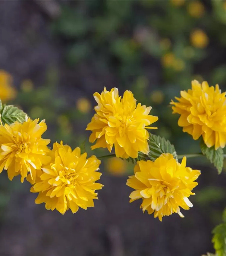 Corête du Japon 'Pleniflora'