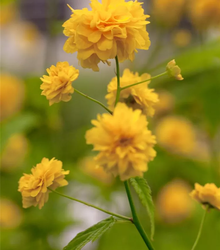 Corête du Japon 'Pleniflora'