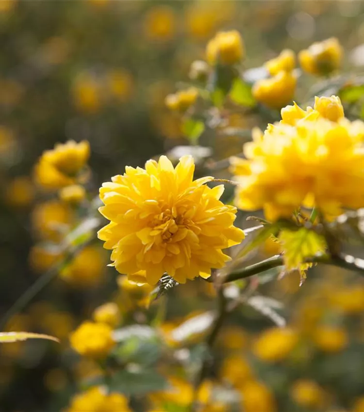Corête du Japon 'Pleniflora'
